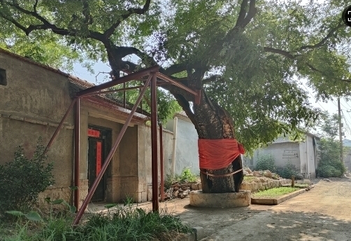 淄博刘家村古槐