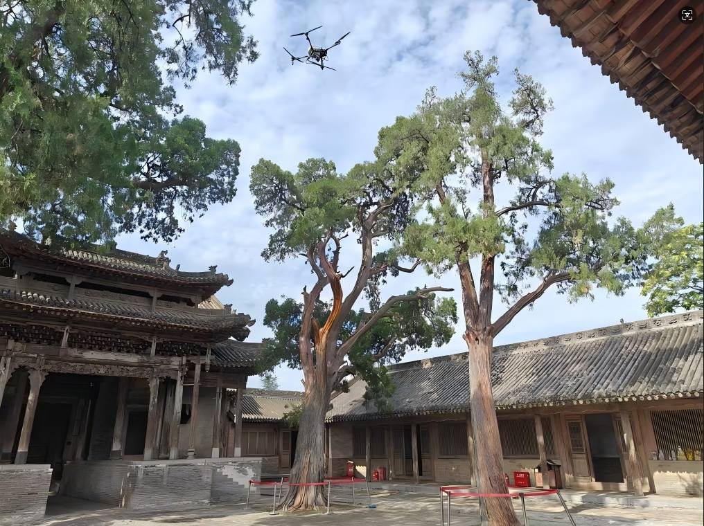 襄汾县汾城镇城隍庙古柏