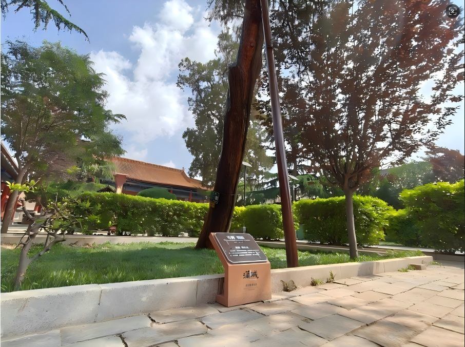 蒲城县文庙古柏