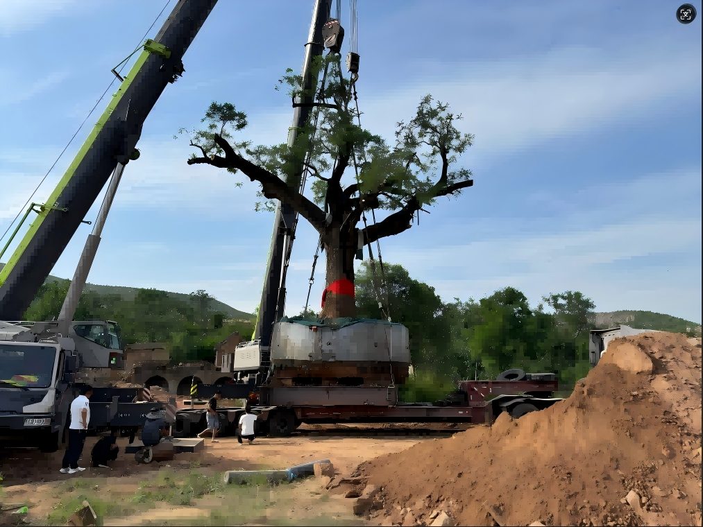 古树就近移植